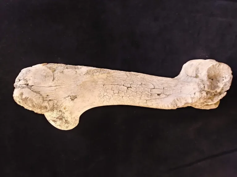 What Bones Can’t Tell You